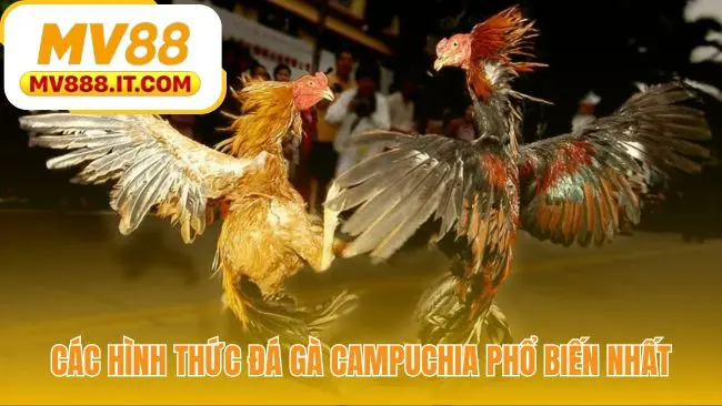 Đá Gà Campuchia Trực Tiếp Thomo | Link Xem Nét tại MV88