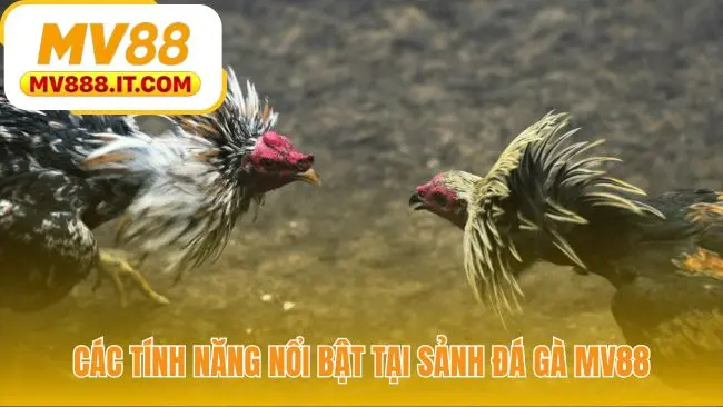 Đá Gà MV88 - Vào Kèo Trong 3 Bước | Livestream Sắc Nét