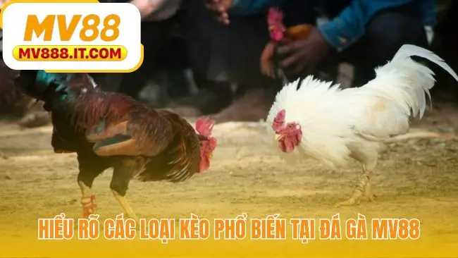 Mẹo Cược Đá Gà - 3 Cách Xem Tướng Kê Chuẩn Từ MV88