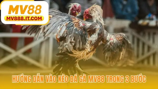 Đá Gà MV88 - Vào Kèo Trong 3 Bước | Livestream Sắc Nét