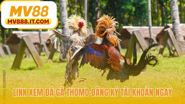 Đá Gà Campuchia Trực Tiếp Thomo | Link Xem Nét tại MV88