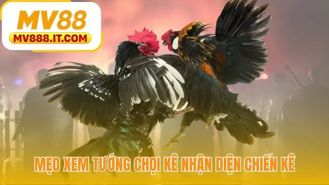 Mẹo Cược Đá Gà - 3 Cách Xem Tướng Kê Chuẩn Từ MV88