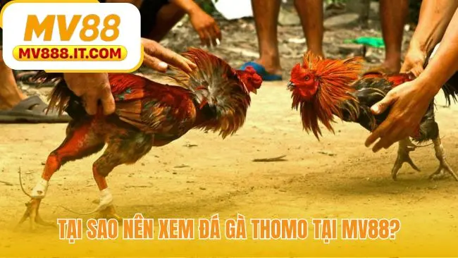 Đá Gà Thomo - Live HD Từ 3 Trường Gà Lớn Campuchia Tại MV88