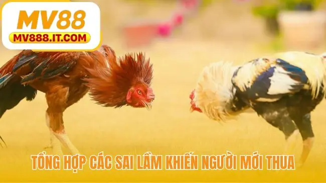 Mẹo Cược Đá Gà - 3 Cách Xem Tướng Kê Chuẩn Từ MV88