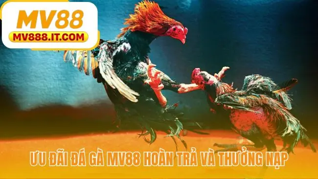Đá Gà MV88 - Vào Kèo Trong 3 Bước | Livestream Sắc Nét