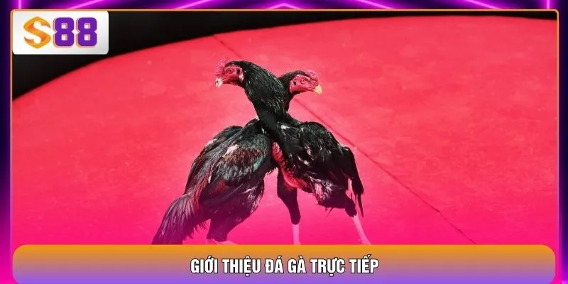 Đá Gà Trực Tiếp - 4 Hình Thức Hấp Dẫn Cho Người Mới