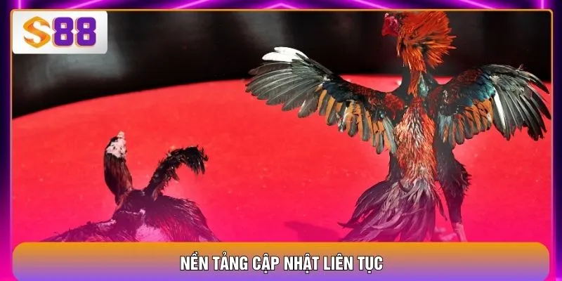 Đá Gà Trực Tiếp - 4 Hình Thức Hấp Dẫn Cho Người Mới